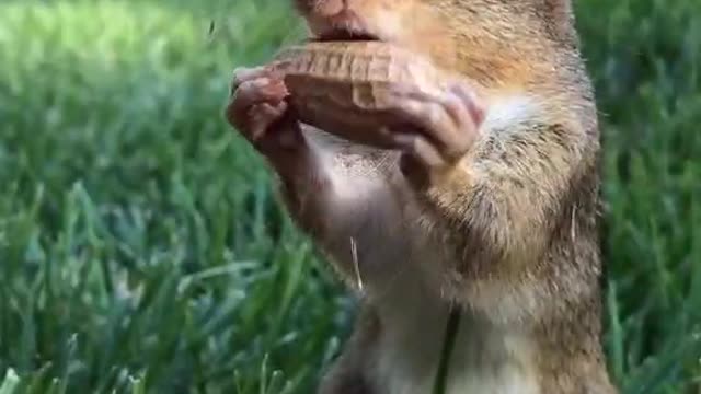 Cute little hamster