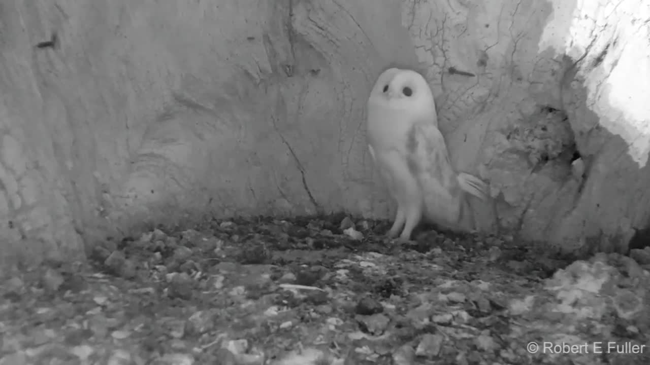 little owl hearing its first thunder