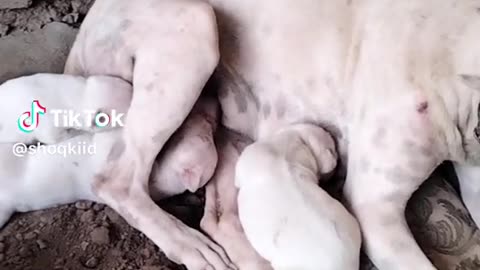 Feeding baby dog