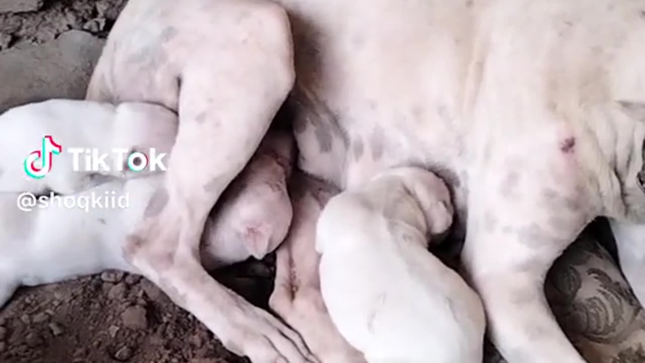 Feeding baby dog