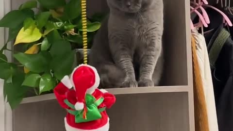 A Christmas present for a cat？