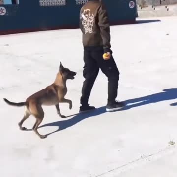 Animal lovers collection