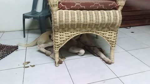 Dog thought he is scolded so he hides under the chair