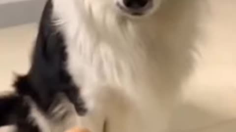 Dogs reaction to dog shape cake being sliced