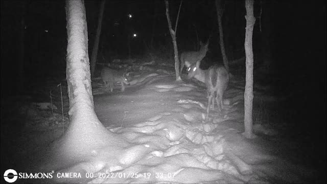 Backyard Trail Cam - 3 deer at the Frog Pond