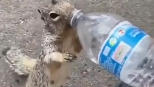 Rumble#01 Video A "thirsty squirrel" drinking water from a man in a Beautiful way