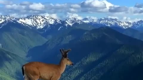 Deer walking on the mountains