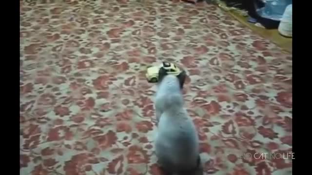 Funny cats... Scaredy cats compilation