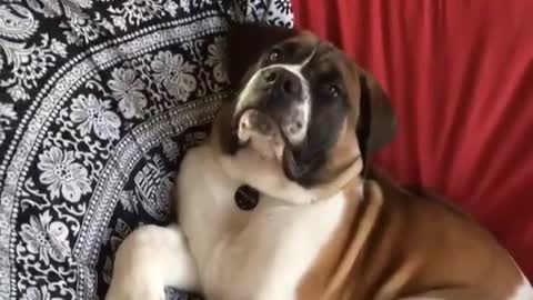 Saint bernard gets caught lying on black white chair