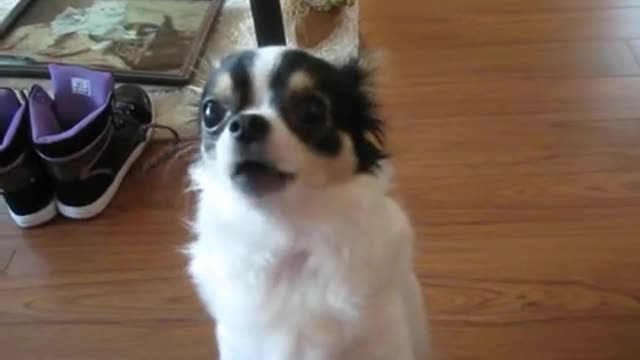 Cute dog crying