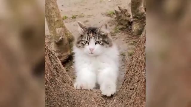 ๐๐Cute cat kitten Funny musical video|Little kittens playing & meowing|Best funny cats video