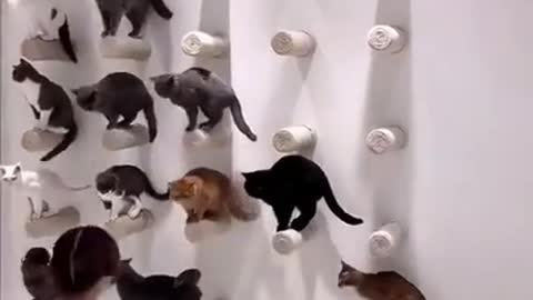 Lovely Cat, black cat, cats, funny cats, funny video