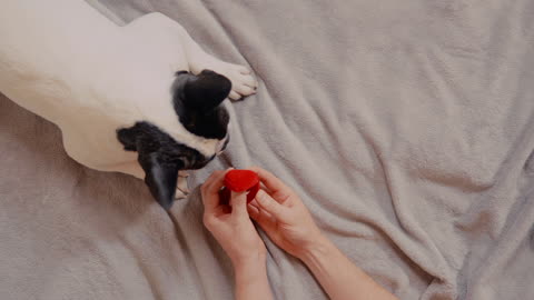 Man Shows His Dog A Wedding Ring