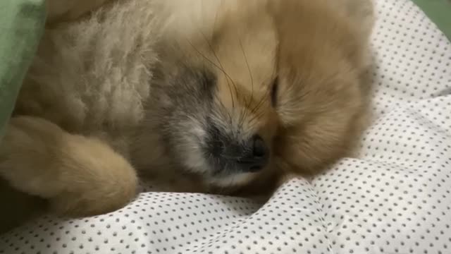 Look at the cute sleeping puppy