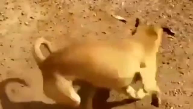 Very artistic video with dog