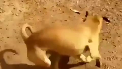 Very artistic video with dog