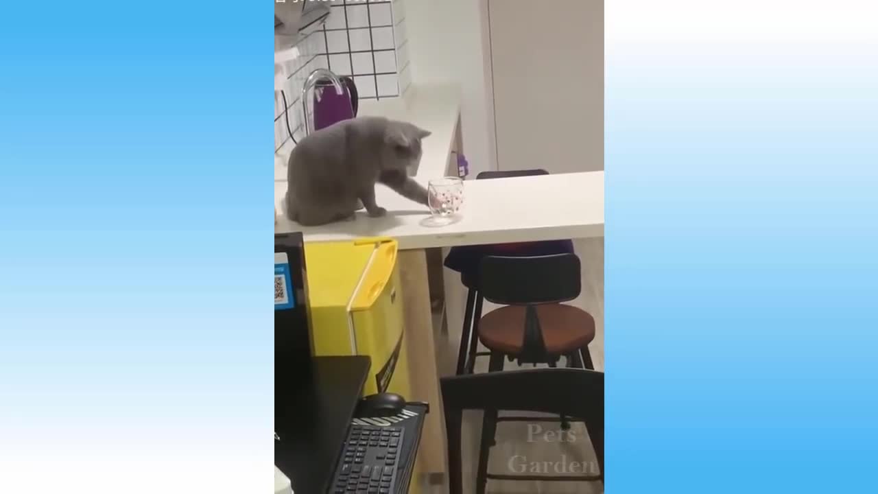 cat drops glass, it was by accident, wanting to