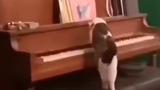 cat#short