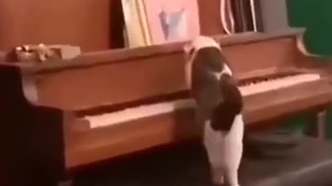 cat#short