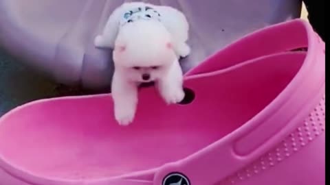 Isn't it cute?