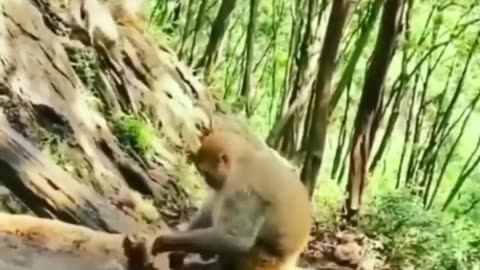 Bathing the baby monkey by the mother