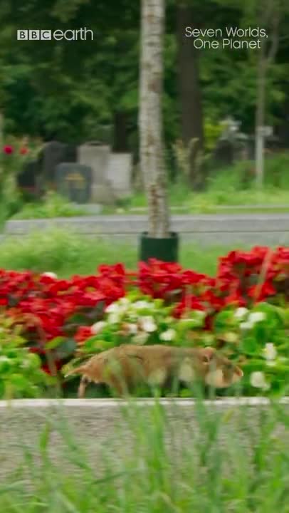 The cutest animal ever?