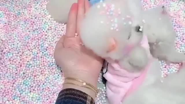 Cute its funny funny, beautiful