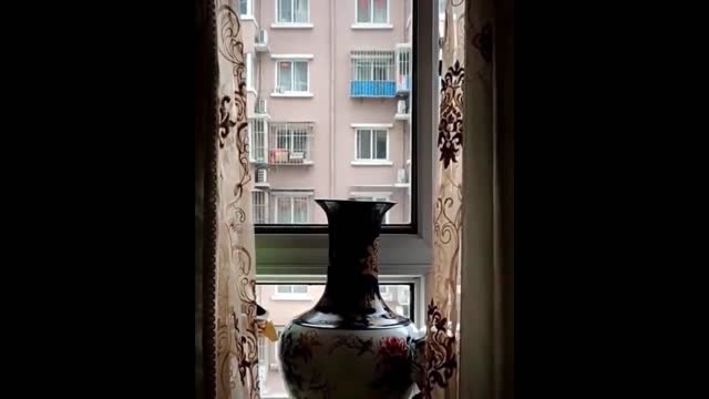 Watch this cat fit in the jar!😲
