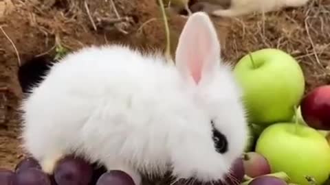 Rabbit 🐇 vs Cat||cute ||baby#shortvideo#shorts
