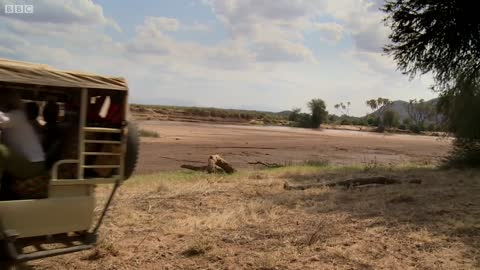 Life as a Kenyan Safari Guide | This Wild Life | BBC Earth