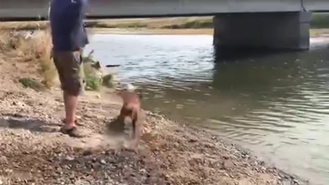 Beckett on the Gallatin River getting ready for hunting season