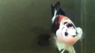Bettafish Fancy
