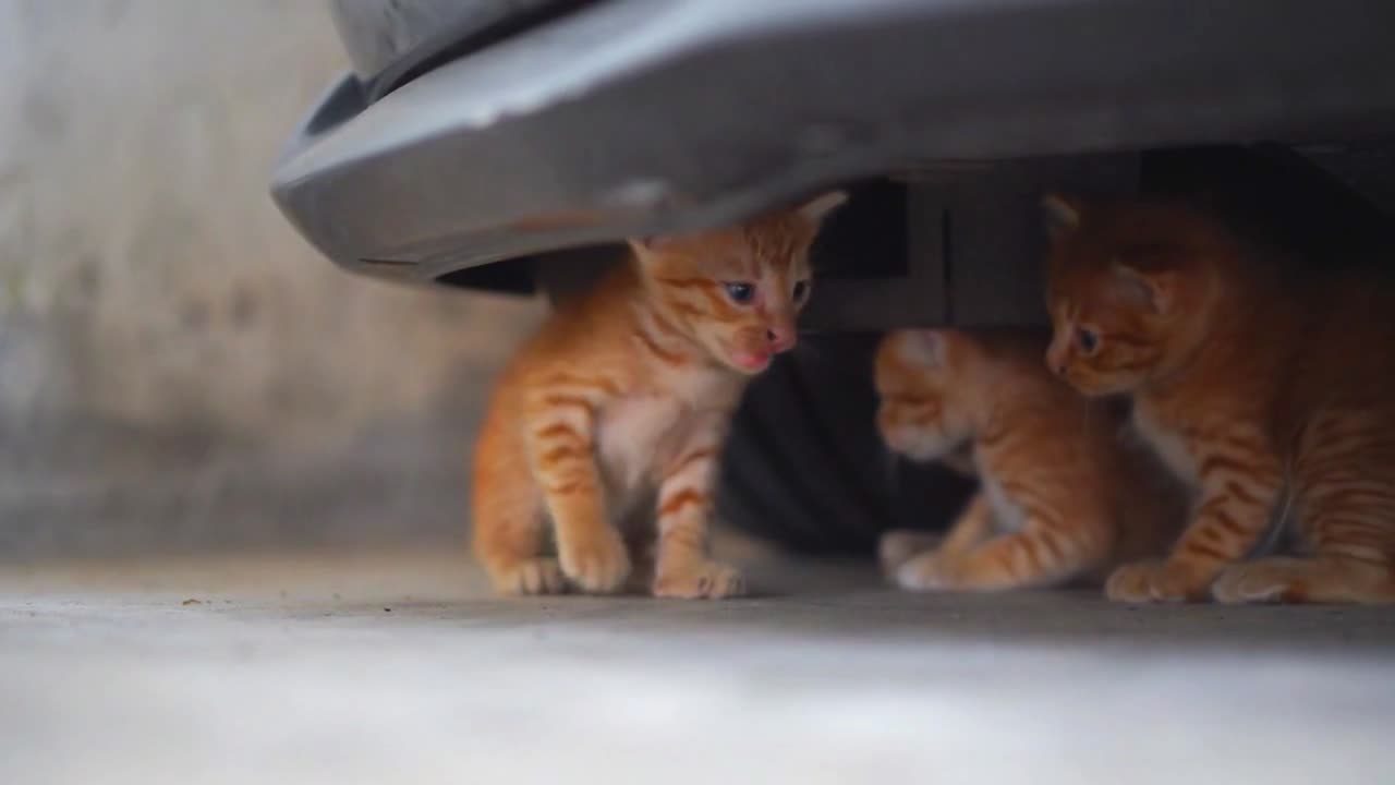 Adorable Baby Cat Playtime