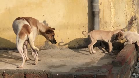 Bay dogs are drinking milk of their mother