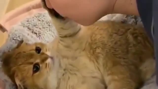 A girl kiss the cute cat so lovely this video