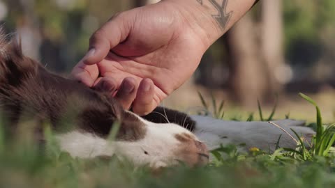 Dog laying on the grass