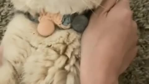 Don't Touch My Money 😾 _ Funniest animal videos 2022 🤪🔥