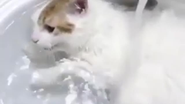 Time to shower dear cat