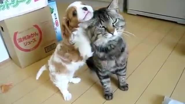 The most patient cat in the world