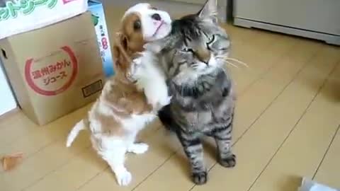 The most patient cat in the world