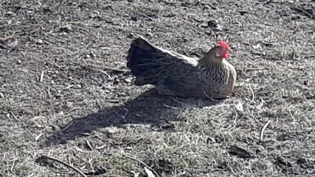 Rooster ,and, chicken,animals