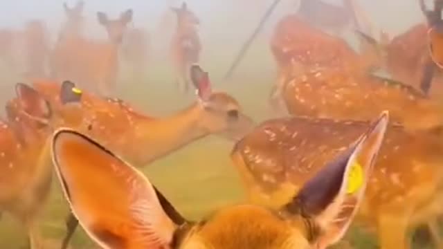 Cute baby deer_😍 Cute Deer Jumping😍 #rumbleviralvideo #cutebabydeer #deer