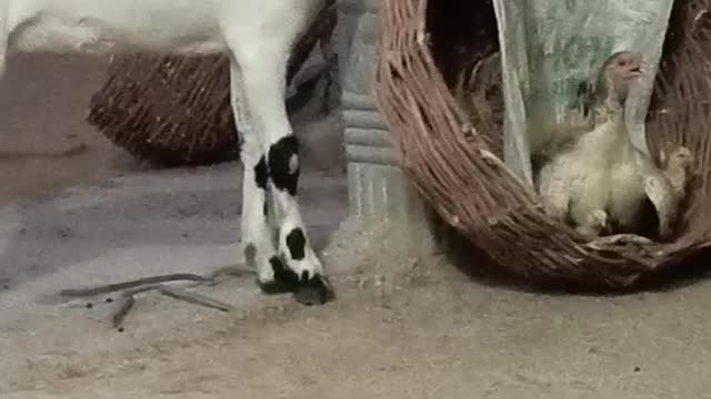 Funny baby goat and bab chick