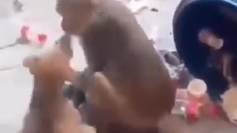 Funny monkey