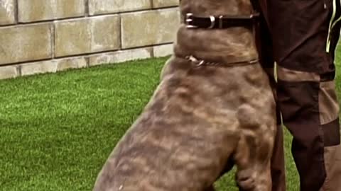 Dog training program