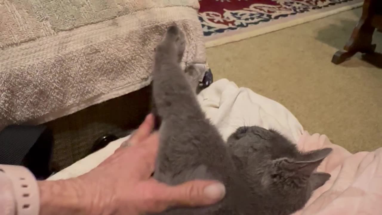 Stray cat shows her appreciation for being rescued from torrential thunderstorms.