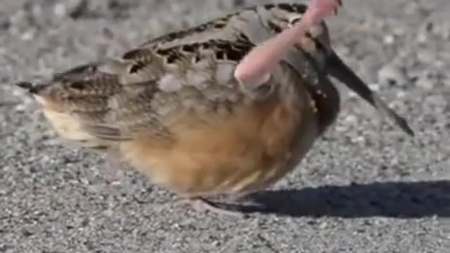 if birds had arms