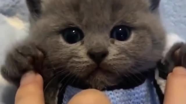 beautiful cute kitten