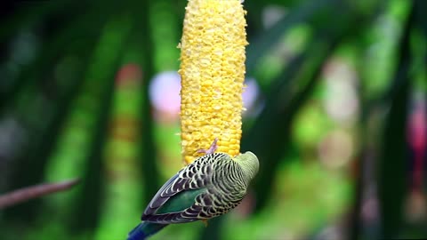 FUNNY BIRD EATING VIDEO !!!