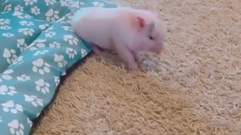 Cute piglet funny dancing video